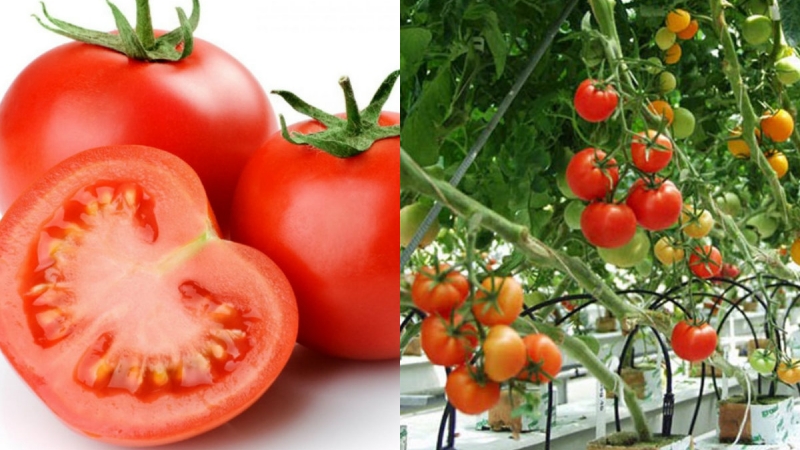 Cách trồng cà chua bi tại nhà