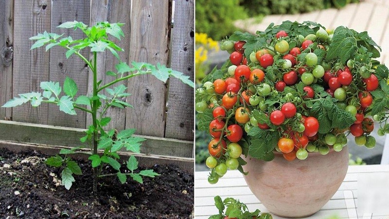 Cách trồng cà chua bi tại nhà