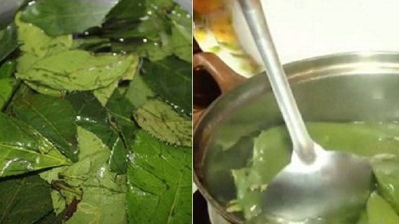 Cách nấu nước lá trà xanh để tắm cho bé