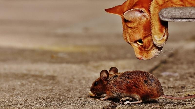 Vì sao mèo và chuột thù nhau?